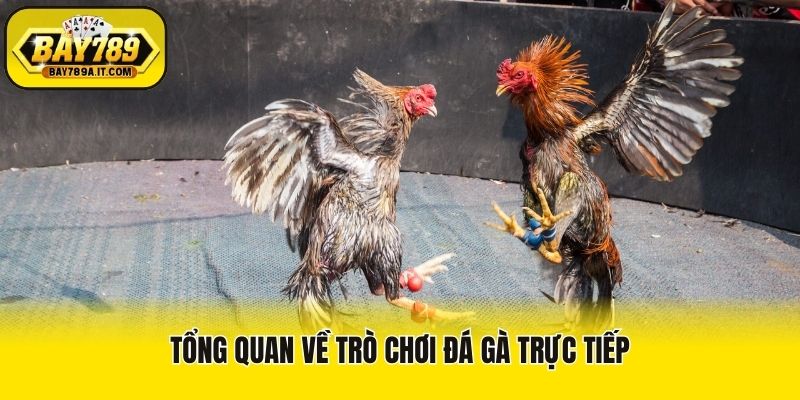 Tổng quan về trò chơi đá gà trực tiếp